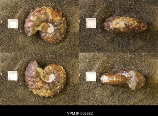 Discoscaphites gulosus