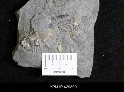 Mucrospirifer mucronatus