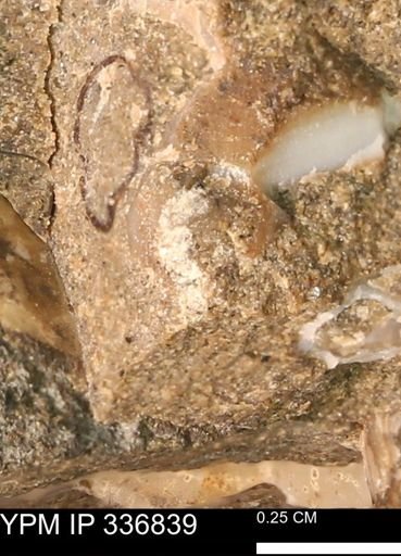 undet. Mollusca