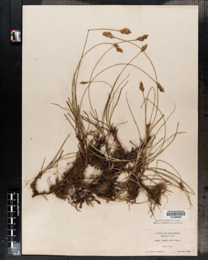 Carex