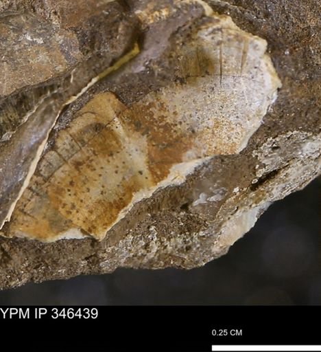 Parallelodon (Cosmetodon)?