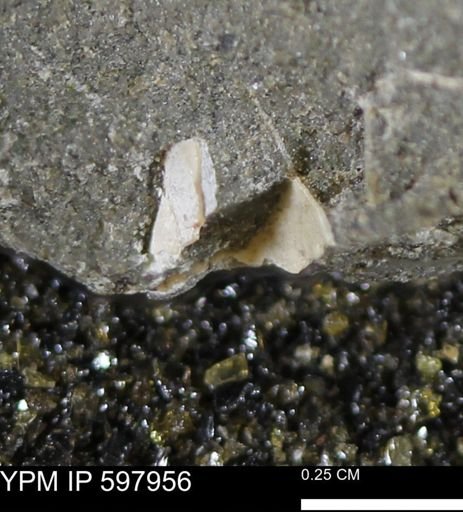 Limopsis striatopunctatus