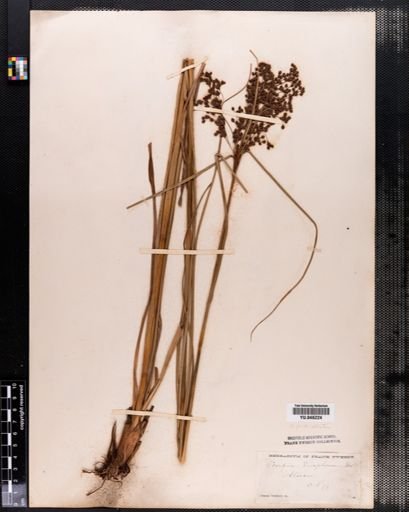 Scirpus pedicellatus