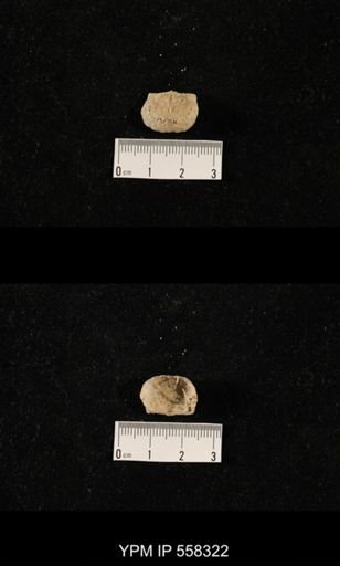 Holotricharina sp.