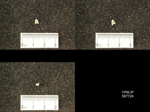 Bilobites biloba