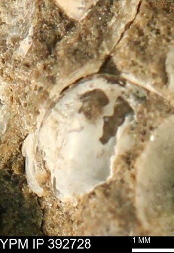 Protocardia?