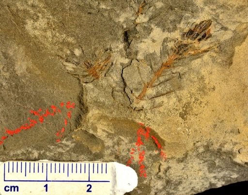 Asterophyllites sp.
