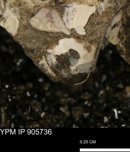 Corbulamella sp.