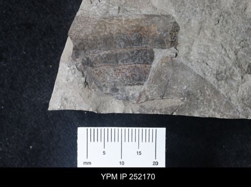 undet. Eurypterida