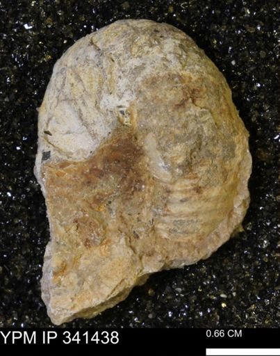 Scaphites sp.
