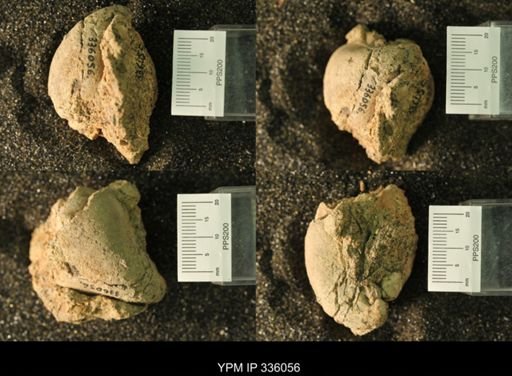 undet. Bivalvia