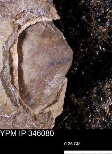 undet. Bivalvia