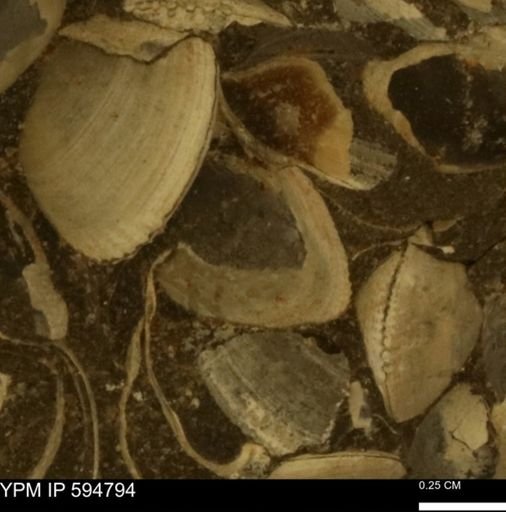 Limopsis striatopunctatus