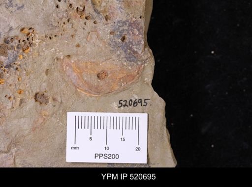 undet. Arthropoda