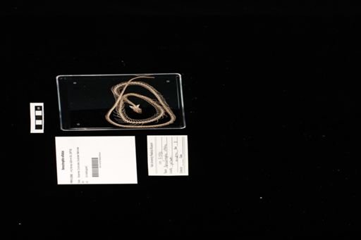 Xenochrophis vittatus