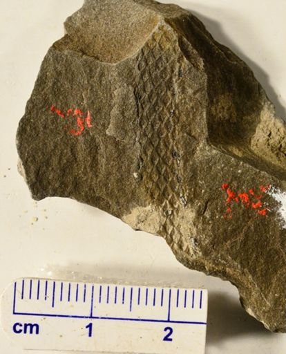 Lepidodendron sp.