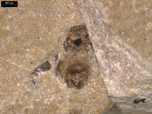 taxon undetermined