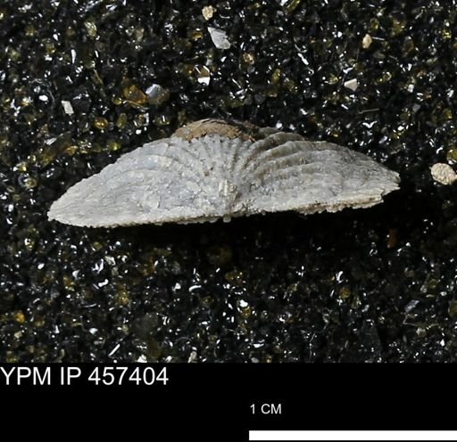 Stropheodonta sp.
