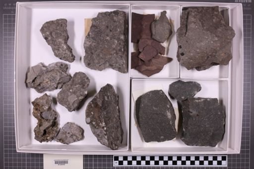 mixed taxa, stratigraphic collection