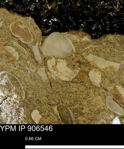 Corbulamella?