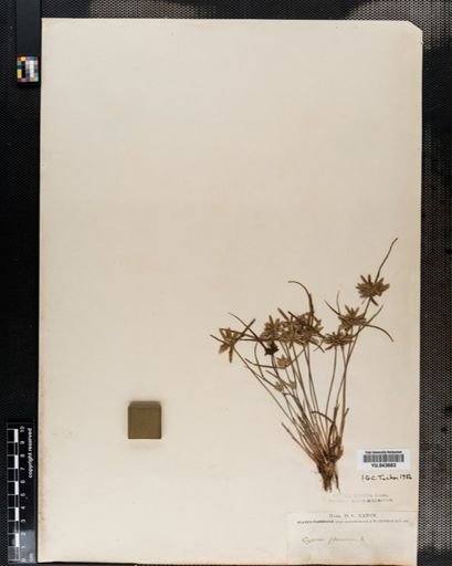 Cyperus flavescens