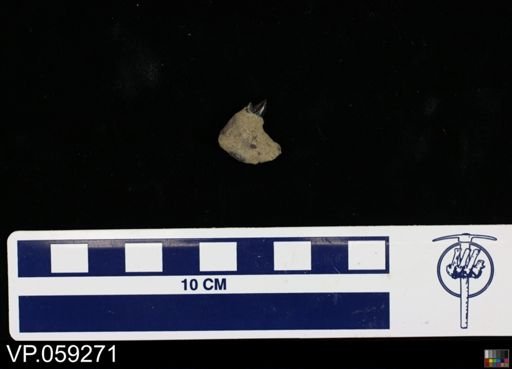 undet. Vertebrata