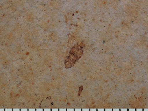 undet. Auchenorrhyncha
