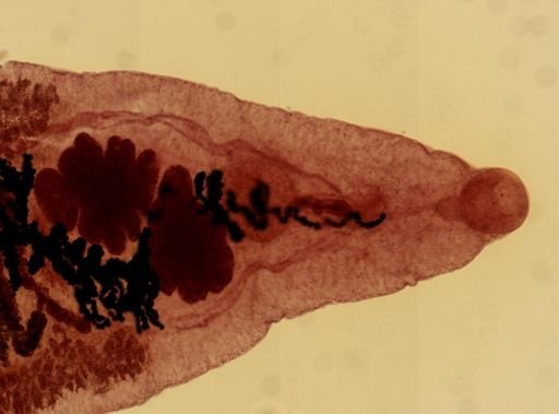 Dicrocoelium dendriticum