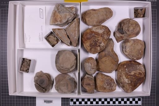mixed taxa, stratigraphic collection