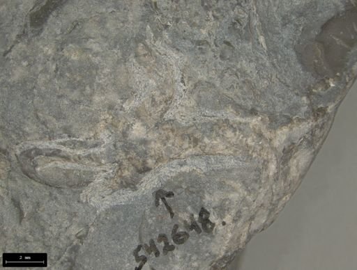 Aplocoma damesii
