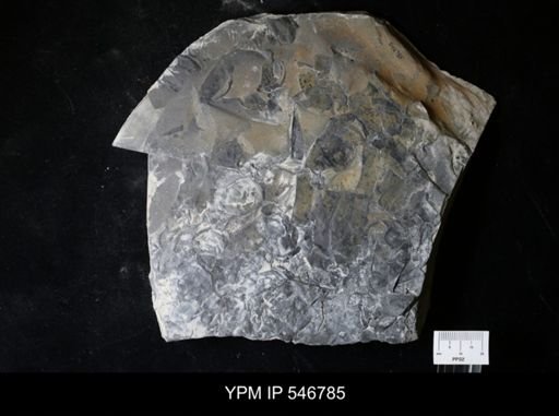 undet. Eurypterida