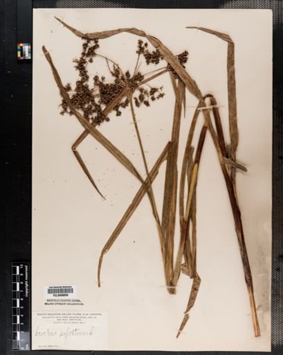 Scirpus expansus
