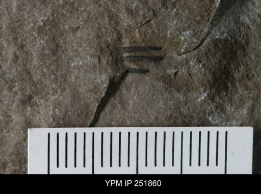 undet. Eurypterida