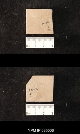 undet. Cicadamorpha