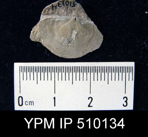 undet. Strophomenida