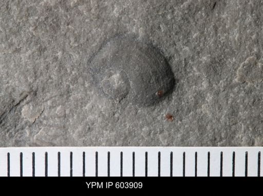 undet. Gastropoda