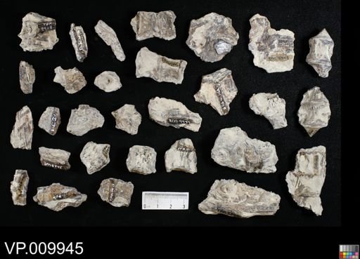 Pachyrhizodus?