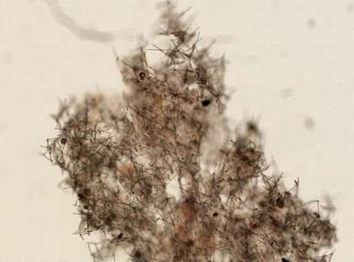 Haliclona sp.