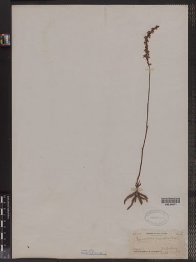 Spiranthes gracilis