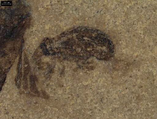 Coleoptera