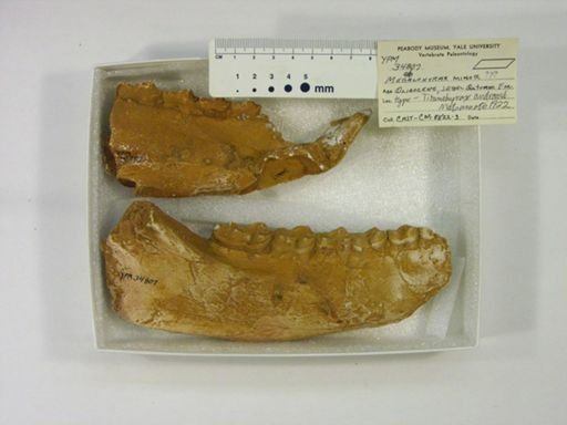 Titanohyrax andrewsi