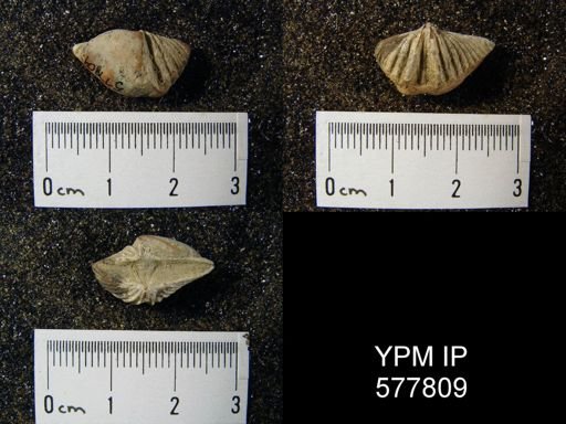 Spiriferina kentuckiensis