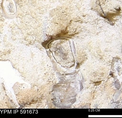 Serpulidae