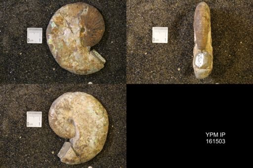 Discoscaphites conradi