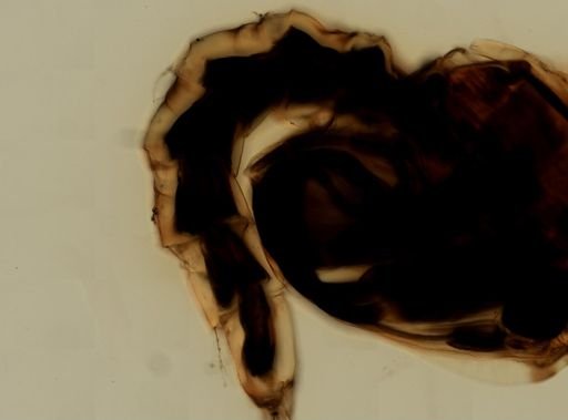 Anopheles