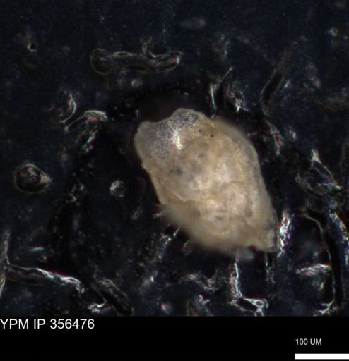 undet. Foraminiferida