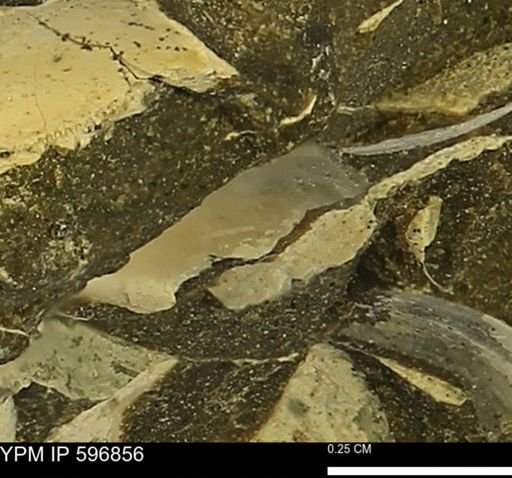undet. Bivalvia