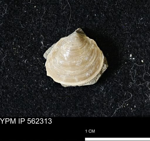 Limopsis striatopunctatus