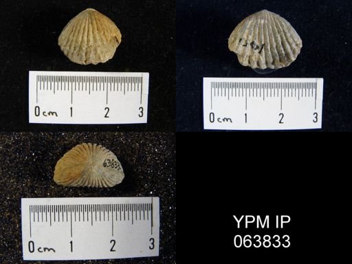 Trigonirhynchia tennesseensis