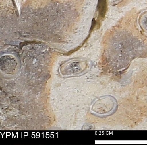 Serpulidae